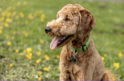 Goldendoodle Names: Finding the Perfect Moniker for Your Furry Friend