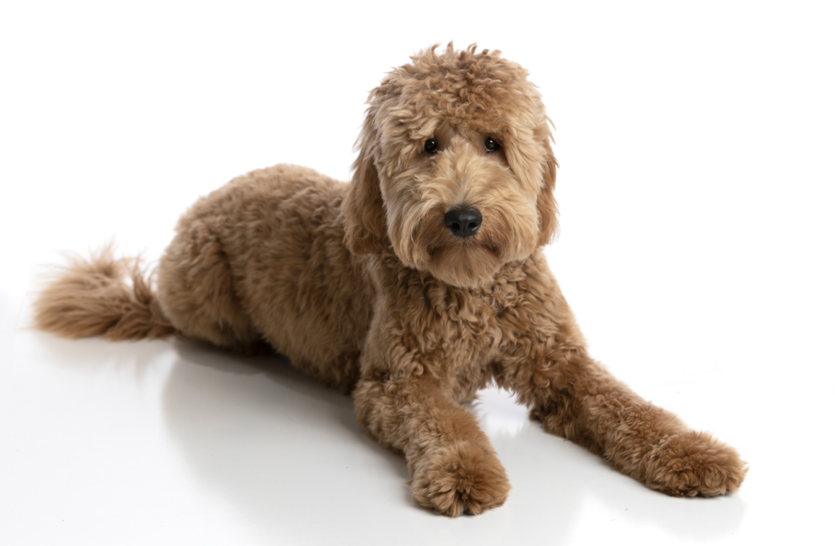Beyond Golden: The Allure of White Goldendoodles