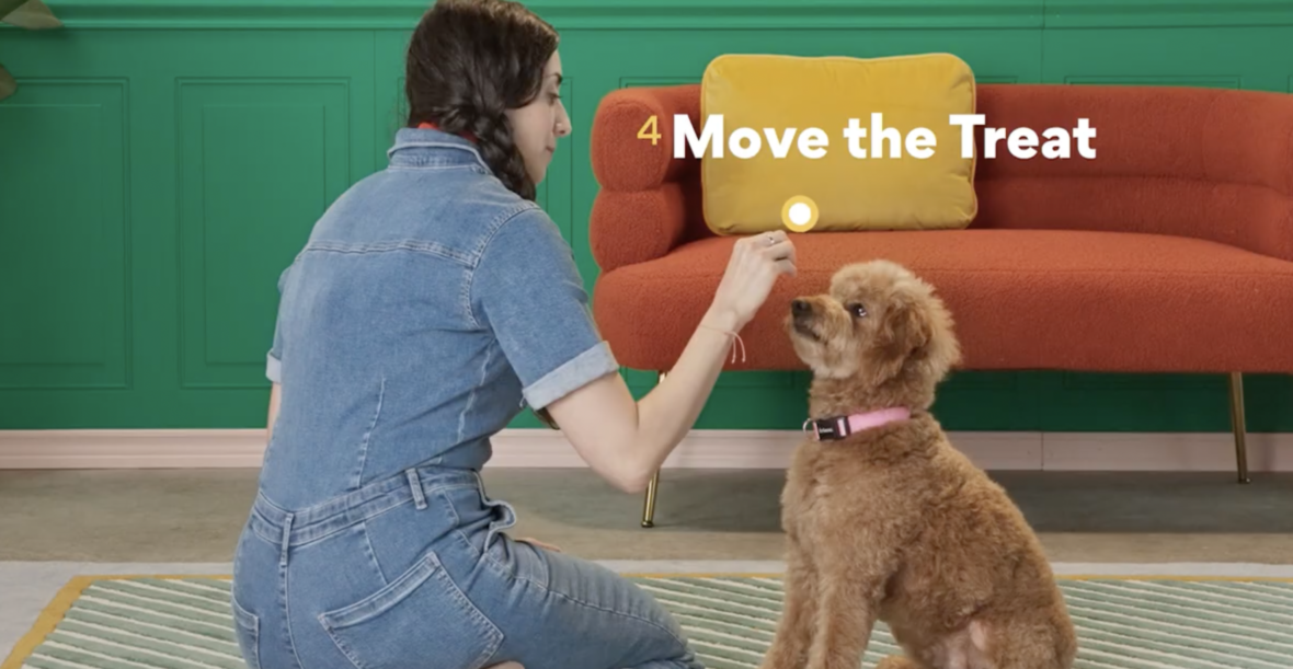 Teaching Your Dog to Shake Paws