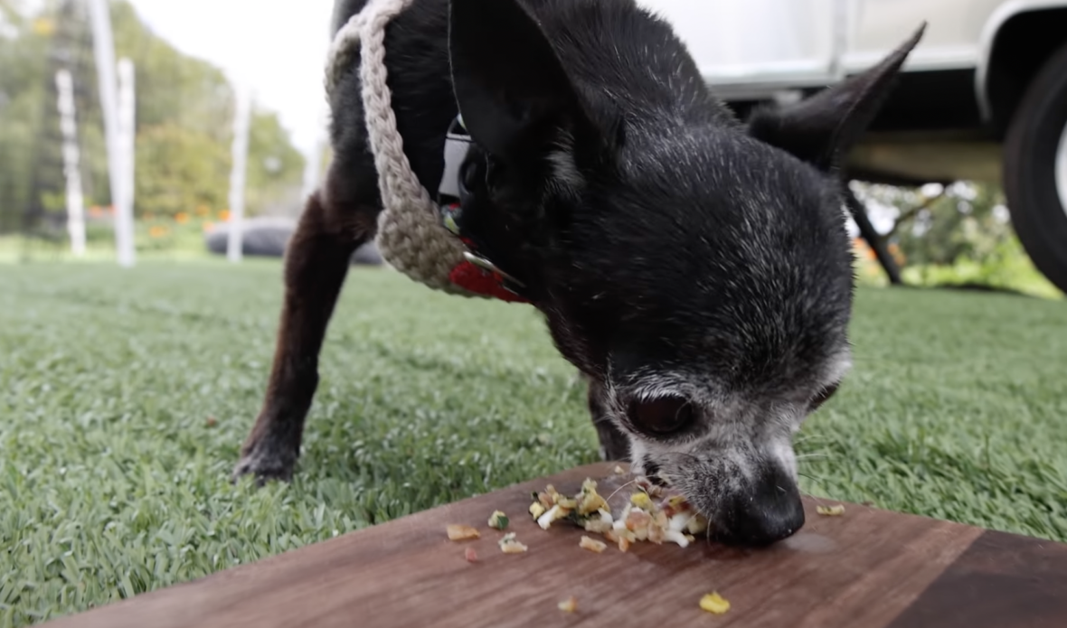 Letting a tiny Homeless Dog Pick his First Meal