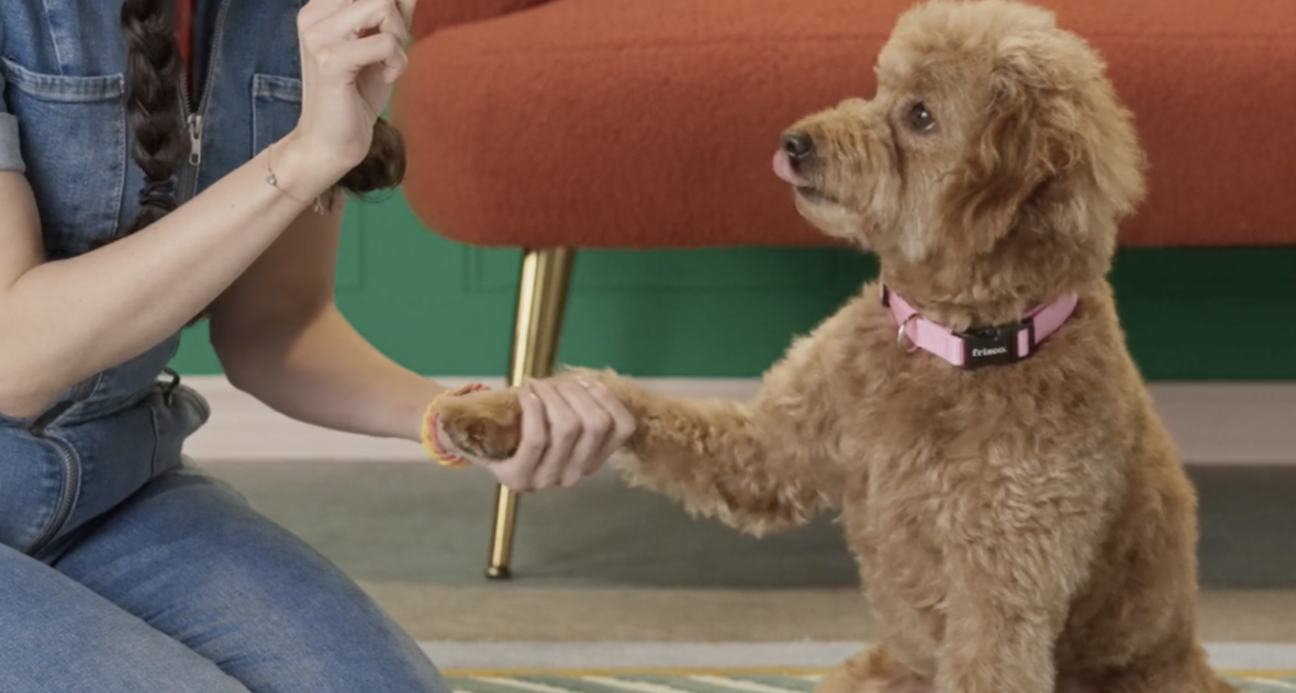 Teaching Your Dog to Shake Paws: Dog's half birthday