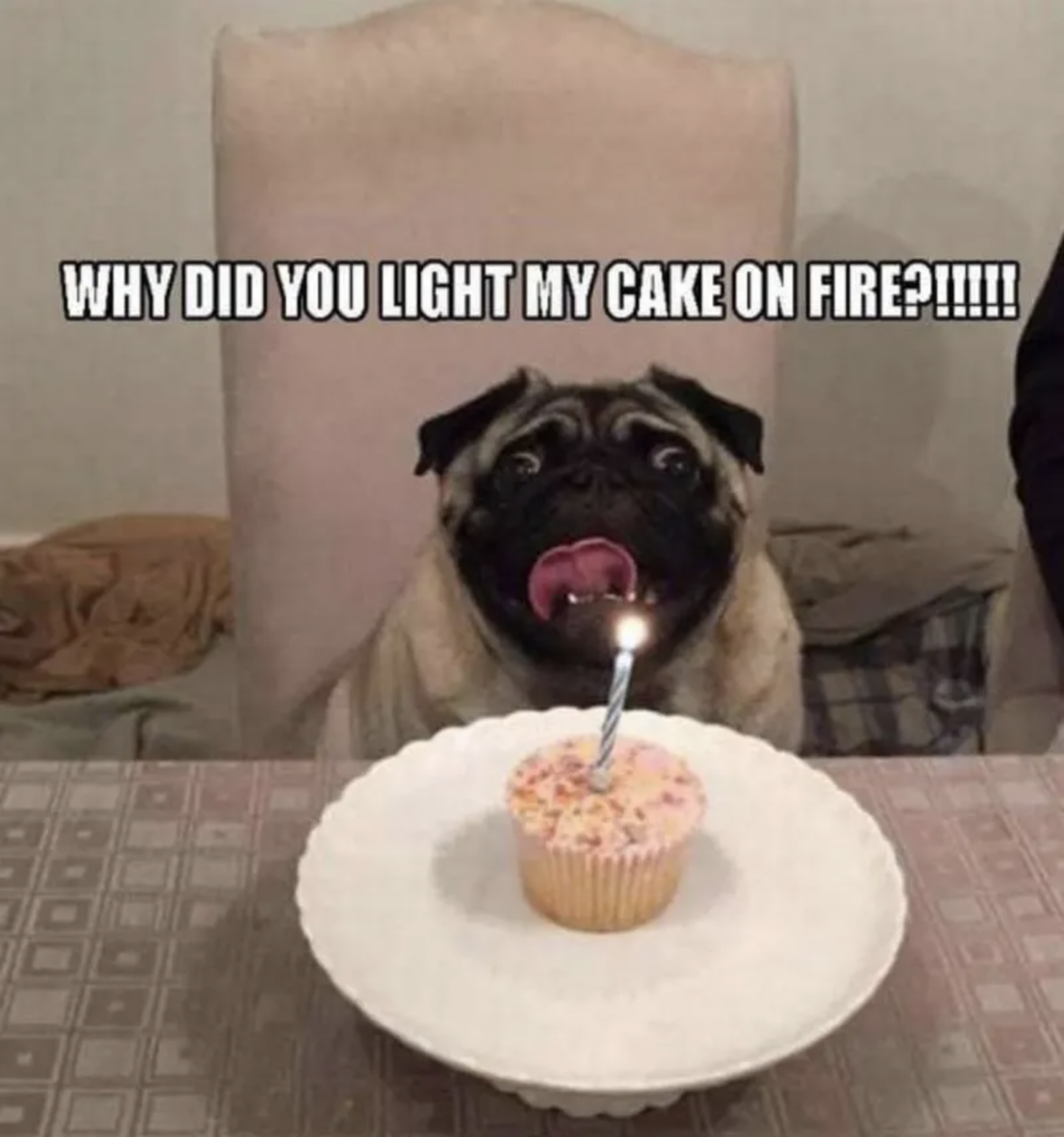 Dog Birthday Memes