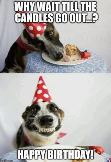 The Most Hilarious Dog Birthday Memes - Rocky Kanaka