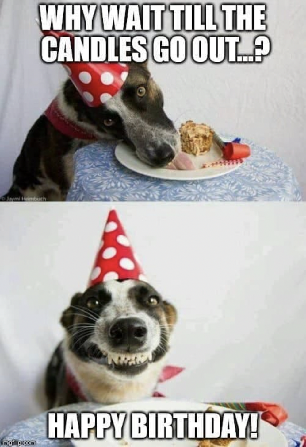 funny happy birthday dog meme