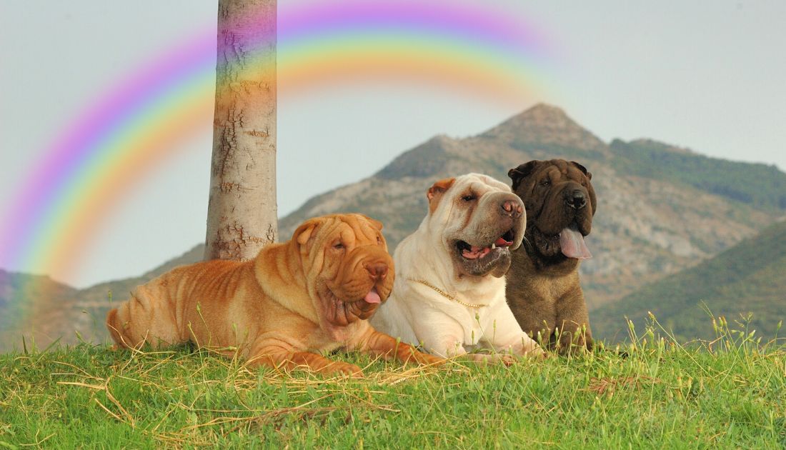 Shar Pei Coat Colors: A Rainbow of Wrinkles 