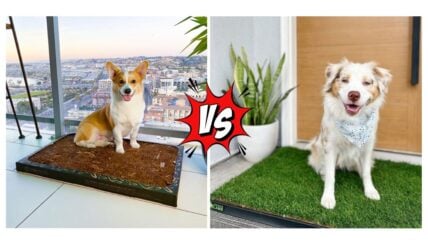 Which Indoor Doggy Solution Is Best: Bark Potty or Doggie Lawn?