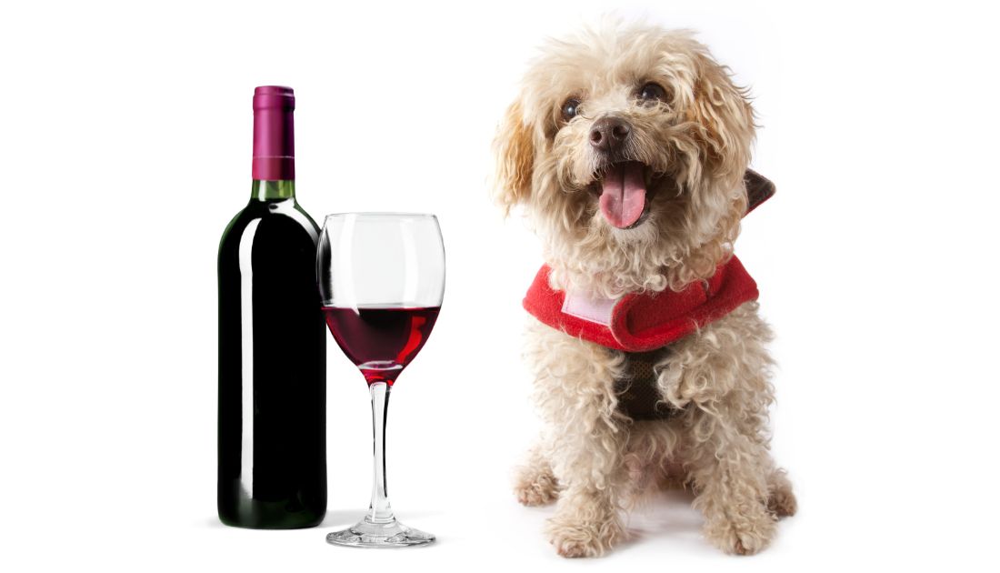 ToastWorthy Tails 175 Wine Names For Dogs for Every Canine