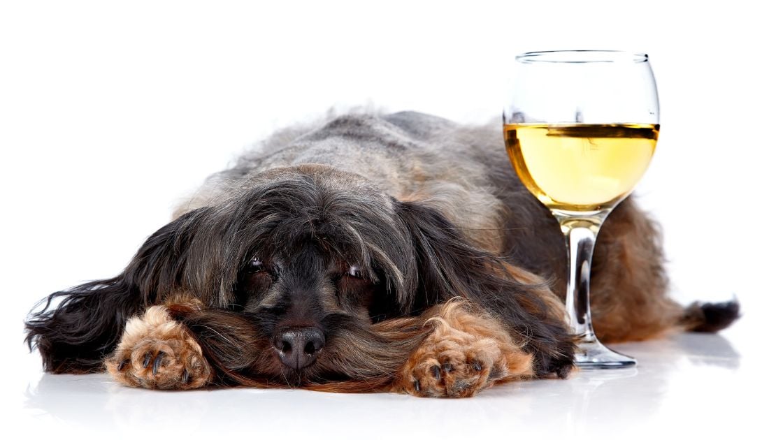 wine names for dogs