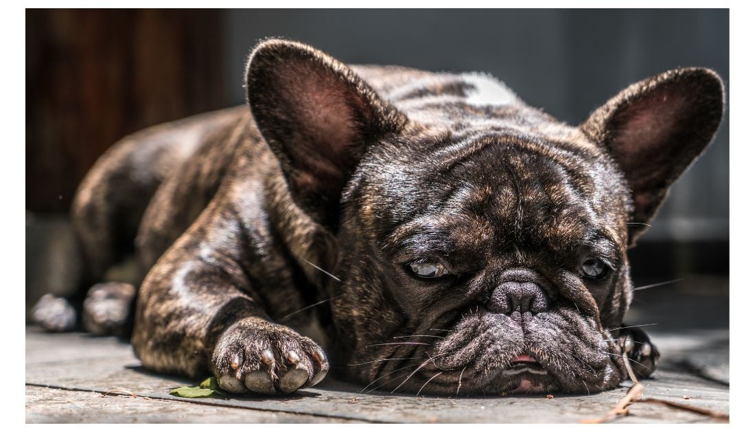 is a brindle french bulldog rare?
