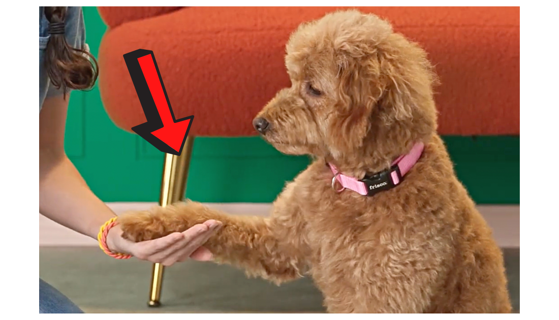 Teaching Your Dog to Shake Paws
