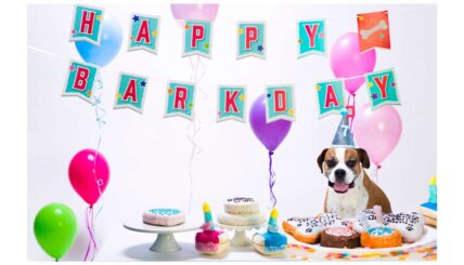 Why Your Dog Deserves A Half Birthday Celebration!