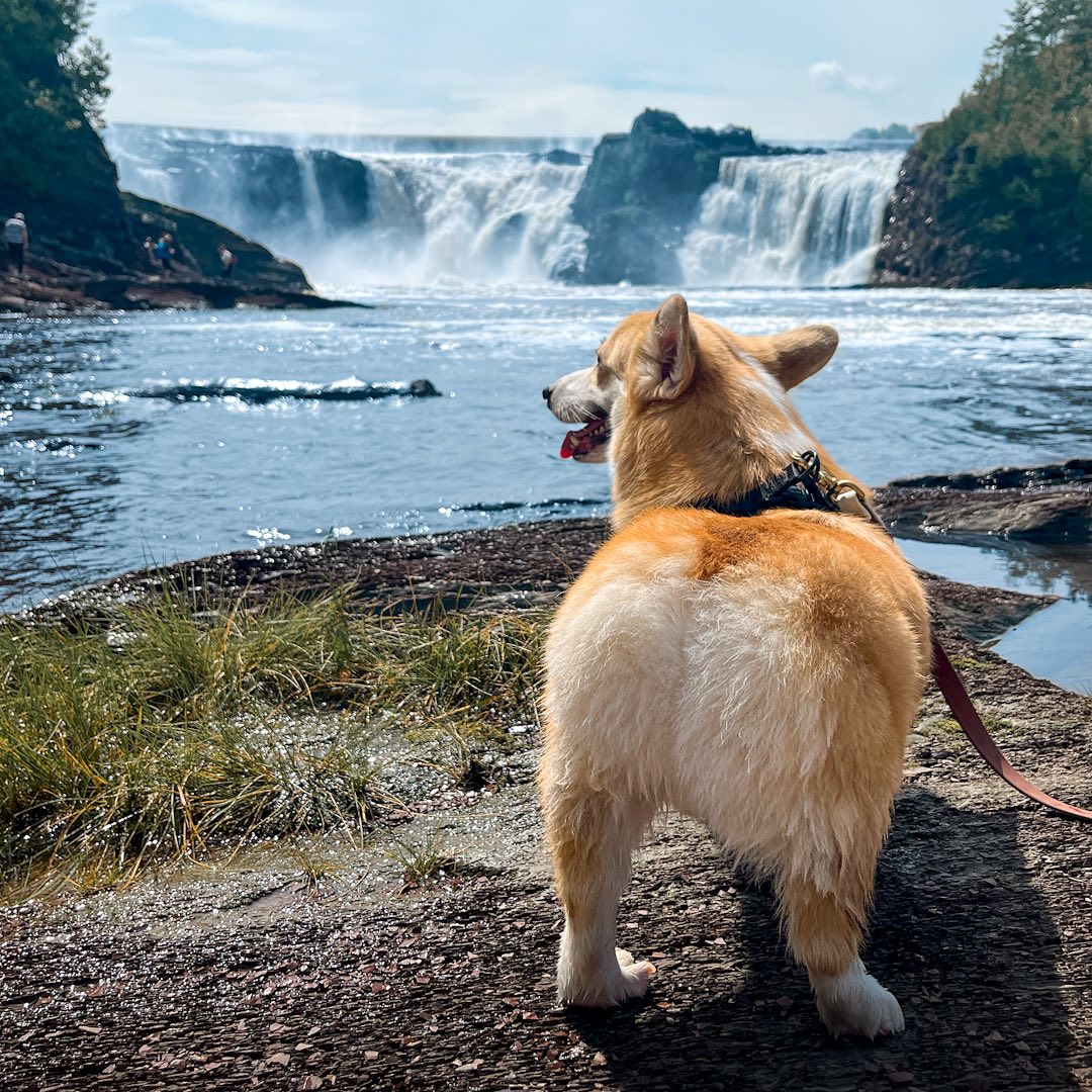 Photo by Moka the Corgi in Parc des Chutes-de-la-Chaudière with @quebeccite, @chaudiere.appalaches, @villequebec, @courantlevis, @ohcanadogs, and @bestdoggies_ever_canada. May be an image of corgi and waterfall.