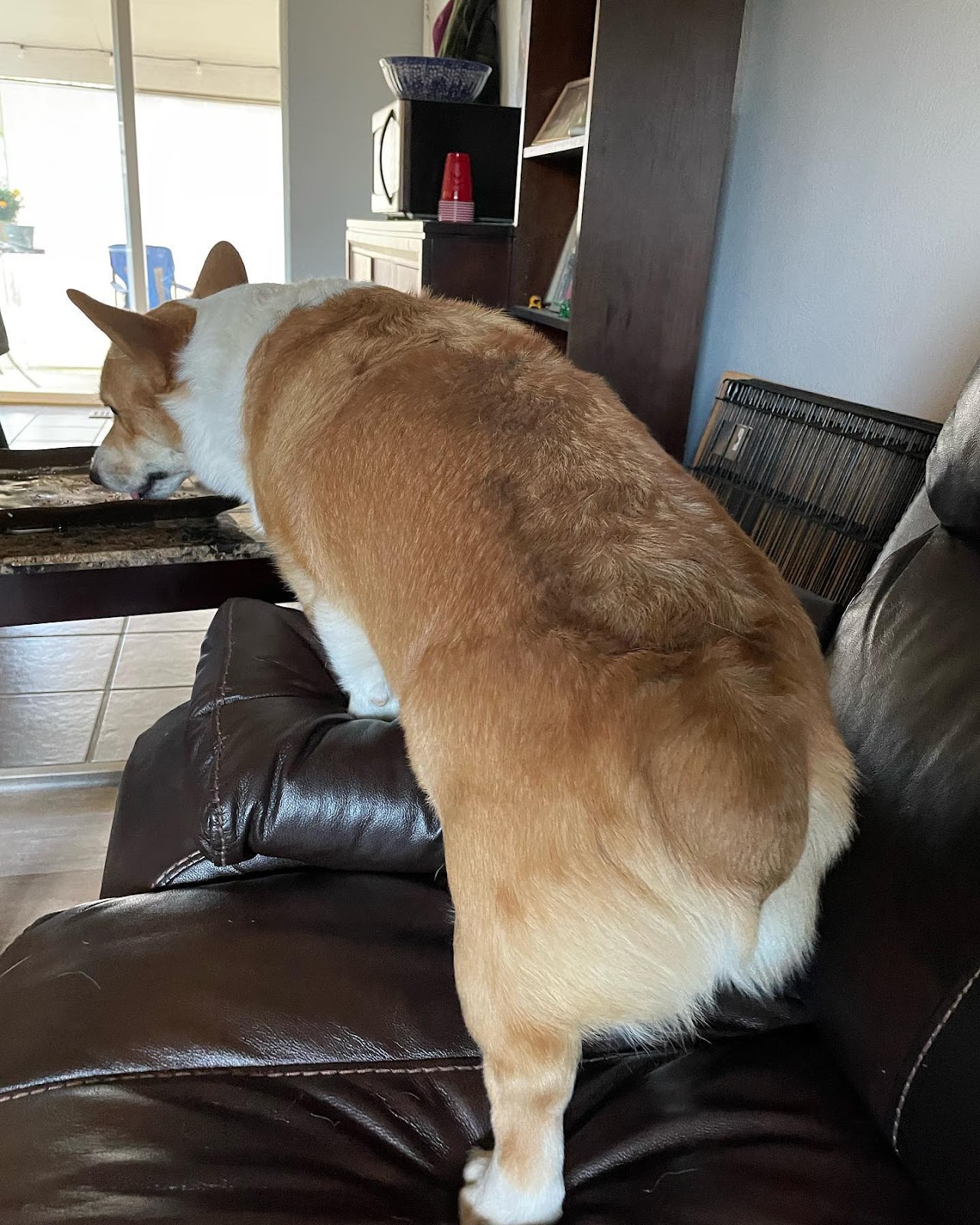 Photo by Louie DOG Corgi Monster on August 17, 2023. May be an image of corgi.