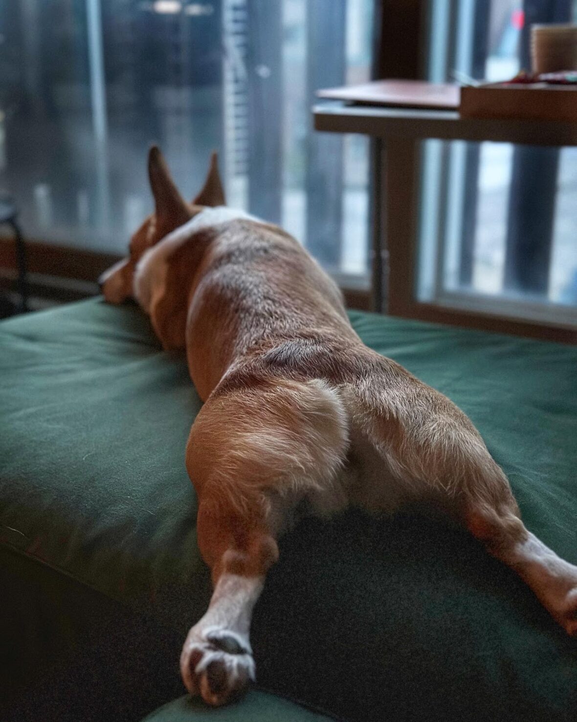 These 19 Corgi Butts Might Break the Internet - Rocky Kanaka