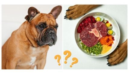 Is A Raw Food Diet Good For My French Bulldog?