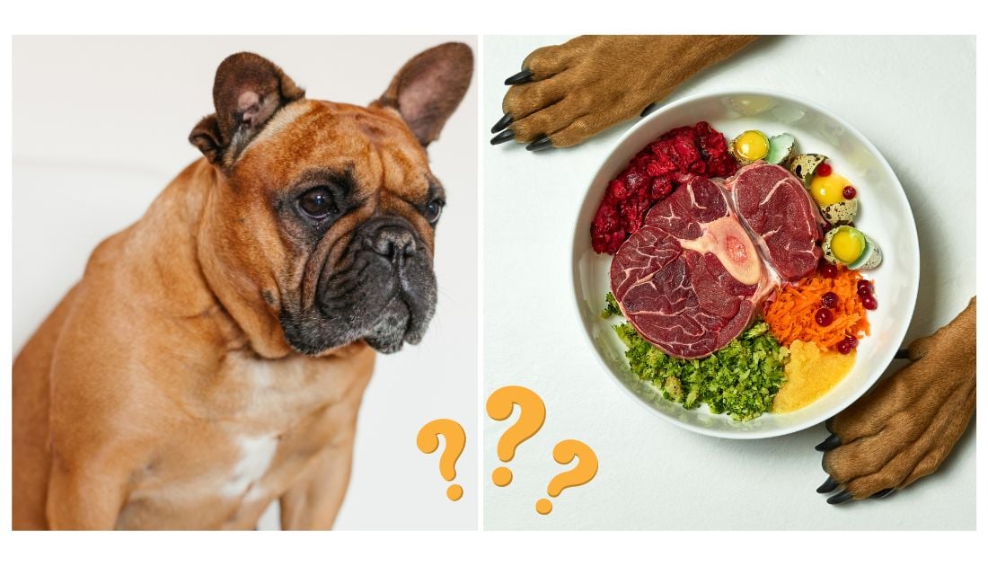 can french bulldog puppies eat raw meat? 2