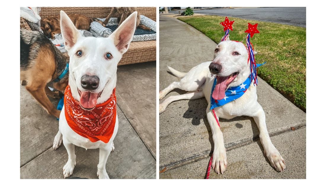 Bronco's 1,000-Day Wait: The Mystery of Why No One Will Adopt Him