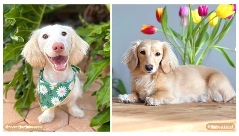 English Cream Dachshunds