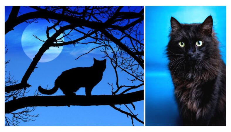 The Enigma of the Black Cat