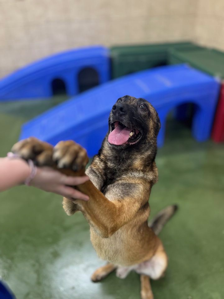Deputy
