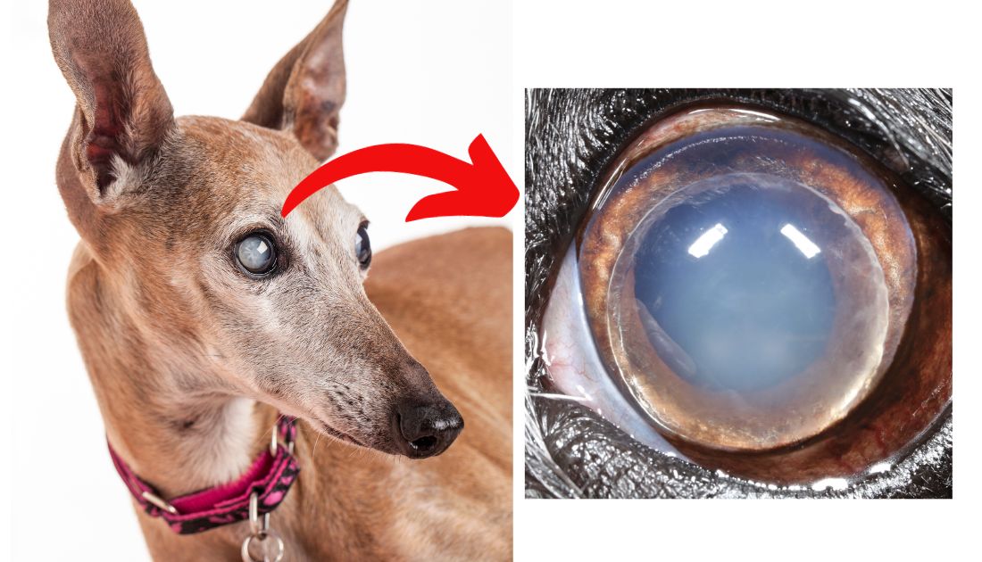 Luxated Lens in Dogs Treatment Options & Pricing Rocky Kanaka