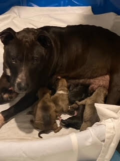 millie with her puppies