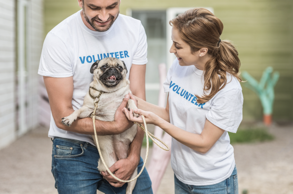 stray dogs - volunteer