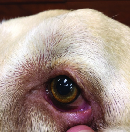 Entropion in Dogs: Causes, Symptoms and Treatment - Rocky Kanaka