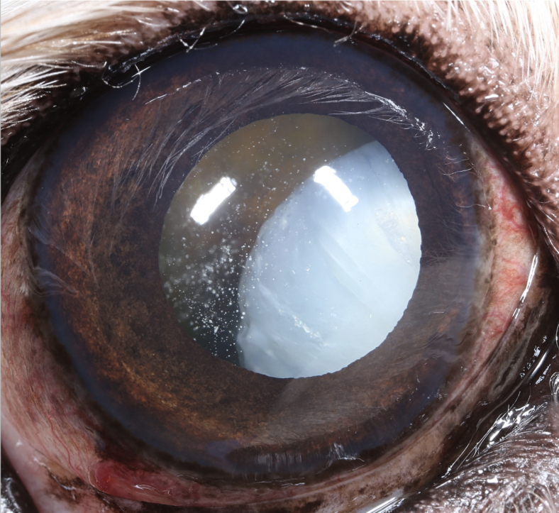 Luxated Lens in Dogs