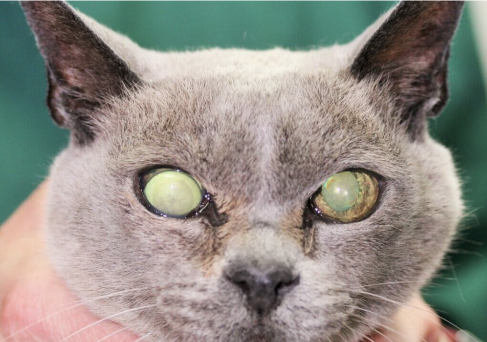 Luxated Lens in Dogs Treatment Options & Pricing Rocky Kanaka