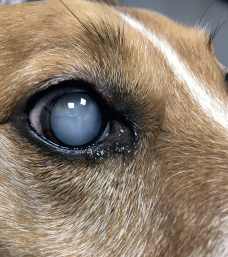 Luxated Lens in Dogs