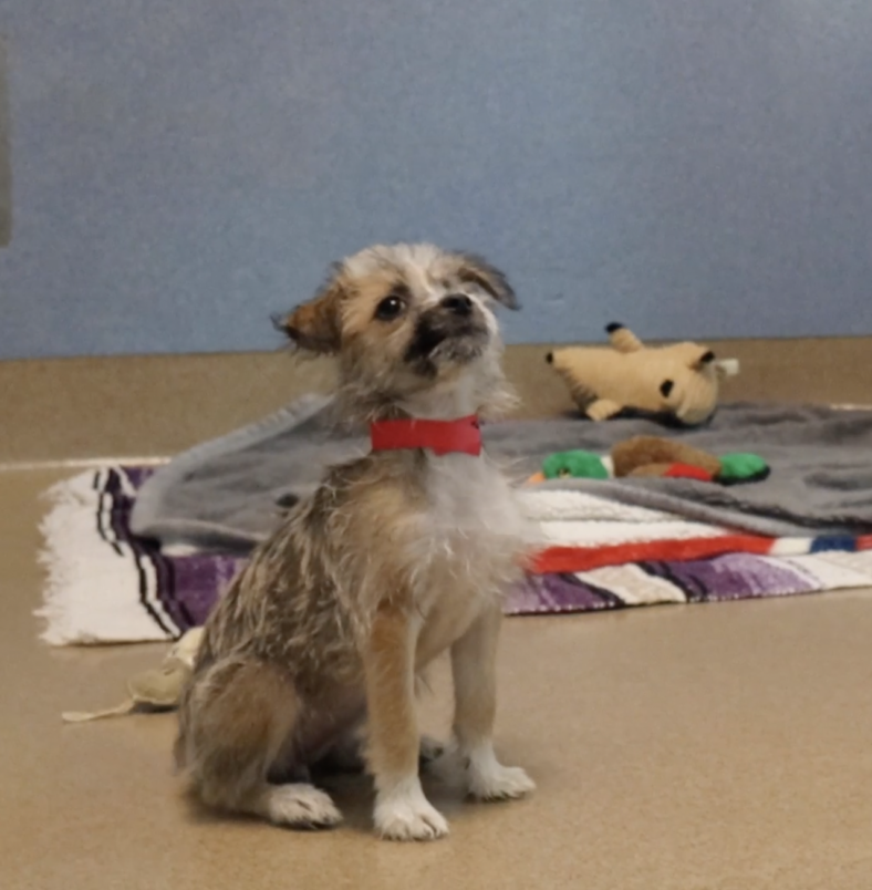 Puppy Returned to Shelter for Being "Too Evil" 