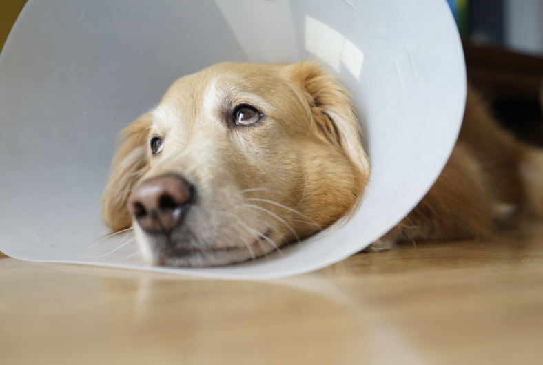 Signs your dog needs to be neutered