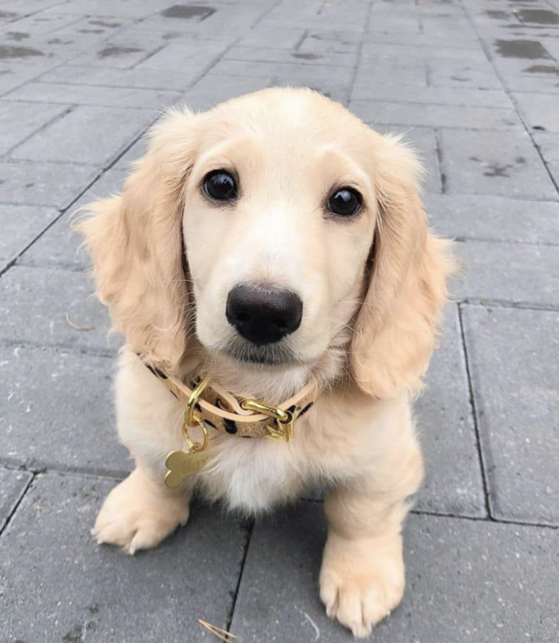 English Cream Dachshund