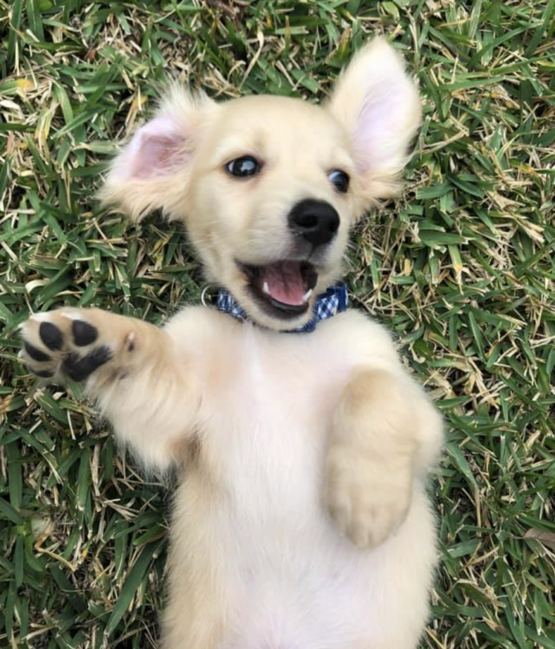 English cream Dachshund