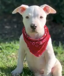 Cowboy the puppy defies the odds and learns how to walk