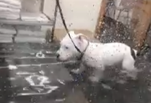 Puppy does hydrotherapy so he can walk again