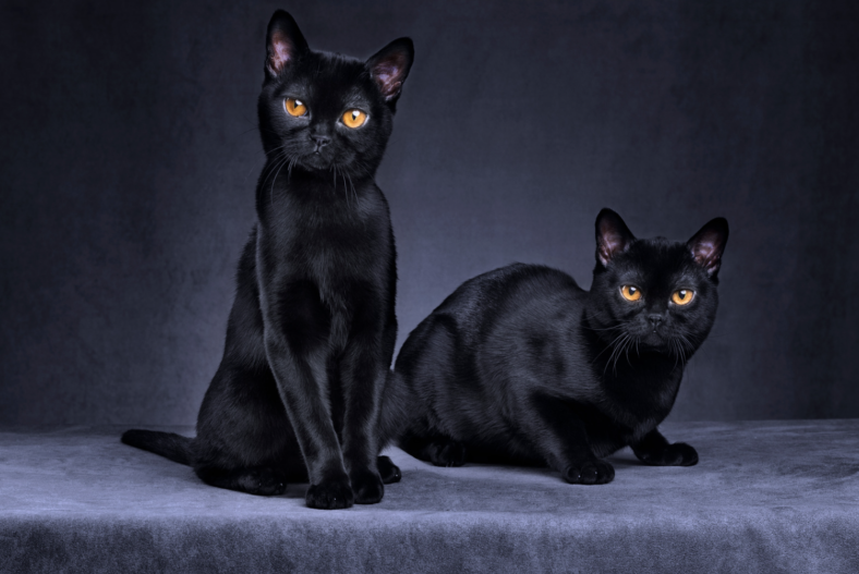 Black Cat Adoptions 