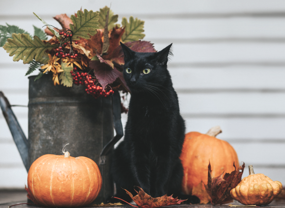 The Enigma Of The Black Cat: Superstitions, Myths, And Modern 