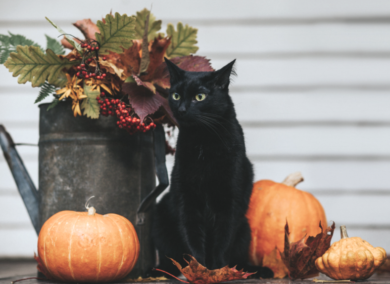Black cat & pumpkins