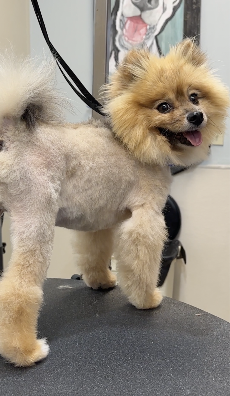 In a world where every creature deserves love and care, it's disheartening to witness the plight of animals like Monty, a Pomeranian who suffered from severe neglect.