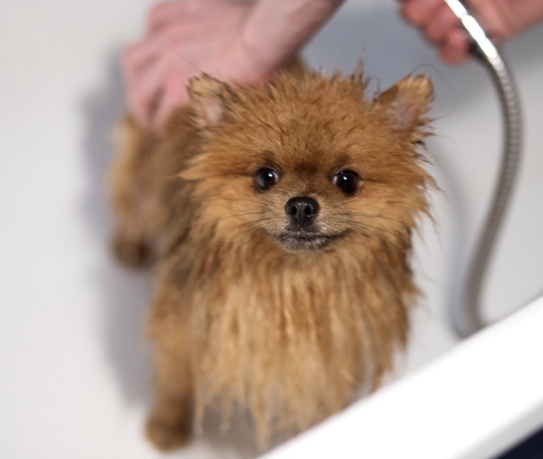 Pomeranian Shaving