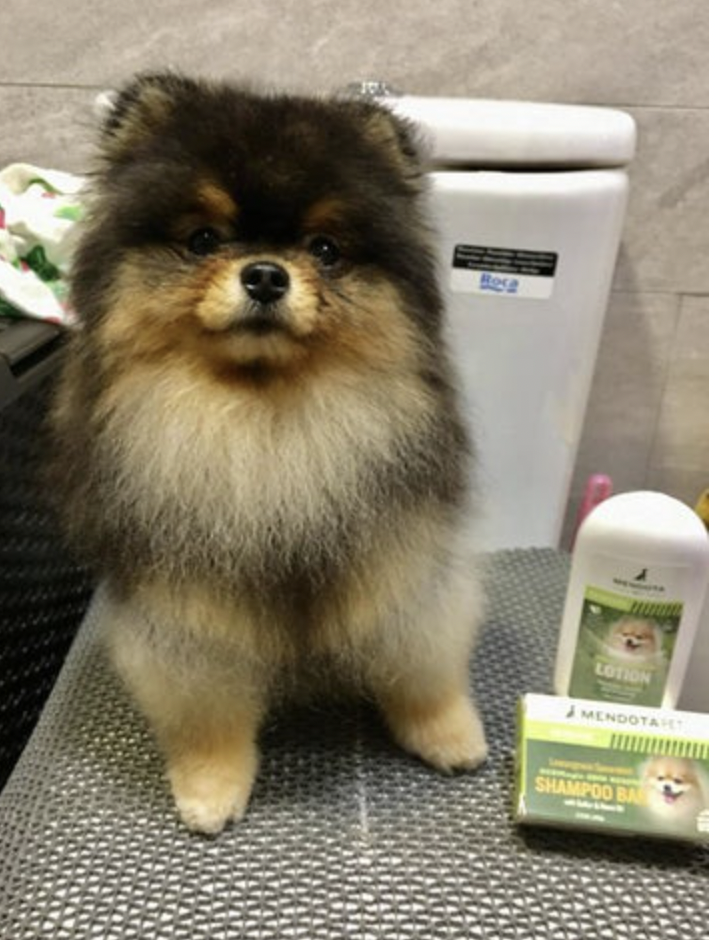 Pomeranian black outlet skin disease treatment