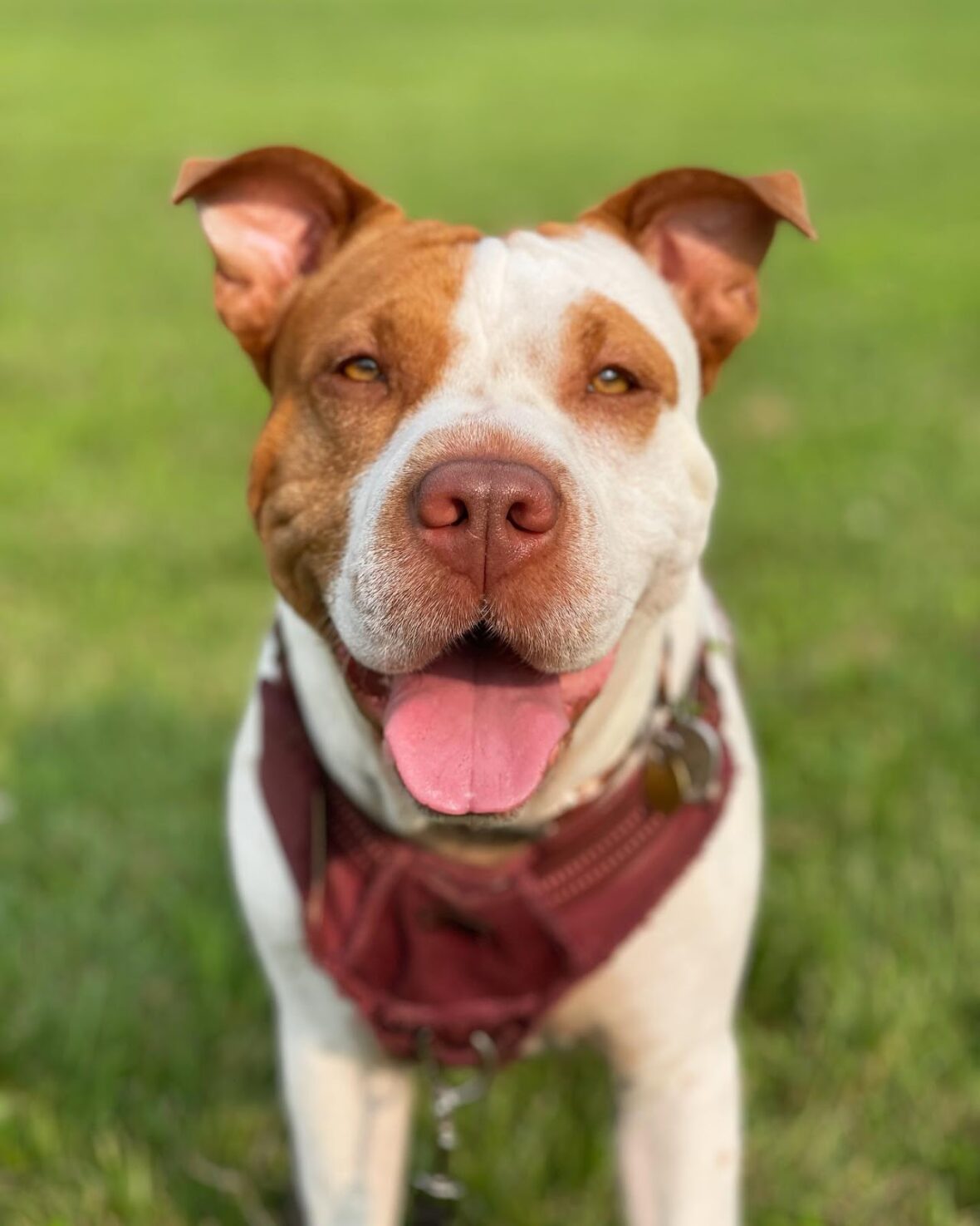 Charlie the pit pei
