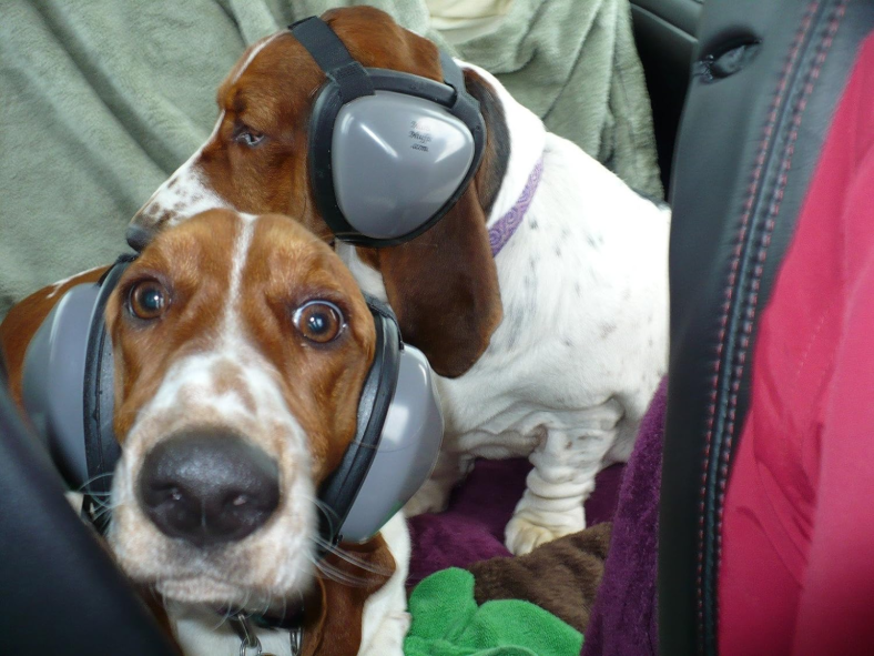best Noise-Cancelling Headphones for dogs