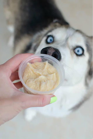 pumpkin dog treat, ice cream