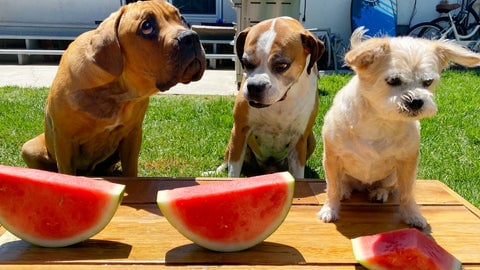 Kobe, Flip and Zoey - Dogs can eat watermelon