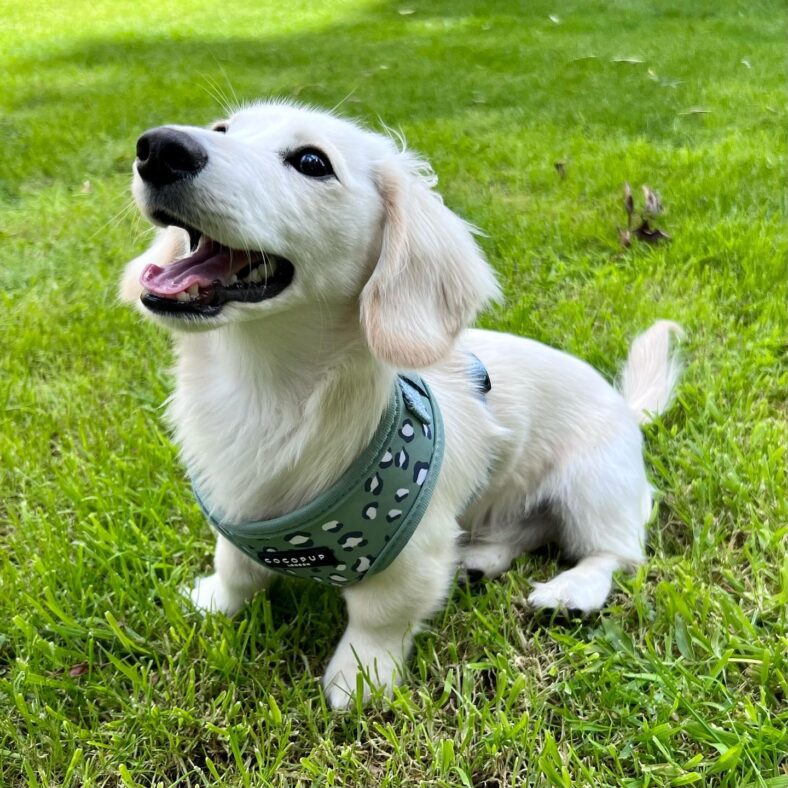 English Cream Dachshunds