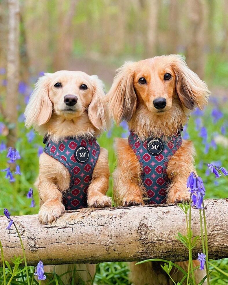 English Cream Dachshunds