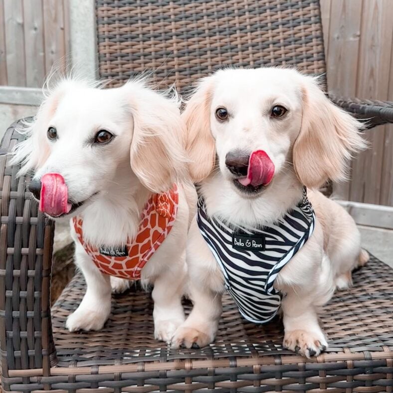 English Cream Dachshunds